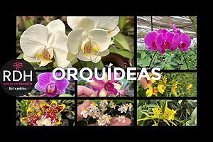 Kit com 10 orquideas