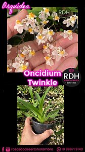 Orquidea Oncidium Twinkle