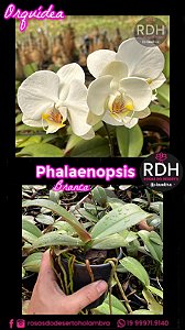 Orquidea Phalaenopsis Branca