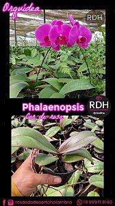 Orquidea Phalaenopsis rosa