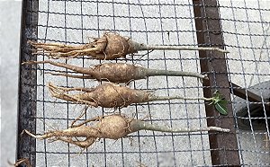 Porta enxerto (cavalo) medio