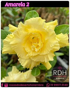 RD Amarela 2