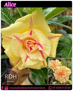 RD Alice