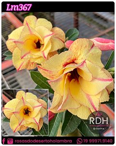 RD LM 367