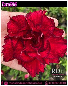 RD  LM 686