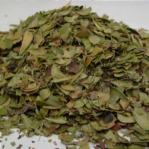 UVA URSI