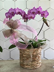Orquídea em formato de coração