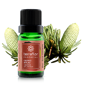 Óleo Essencial Cedro Atlas 10ml - Terra Flor