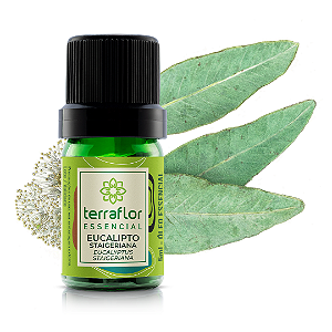 Óleo Essencial Eucalipto Staigerianna 5ml - Terra Flor