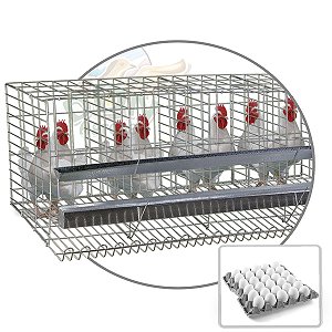 Gaiola Para Galinha Poedeira Ovos Até 8 Aves Em Postura Viveiro 4 Divisão