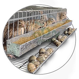 Gaiola Viveiro Codorna Japonesa Poedeira Ovo 15 Aves Postura
