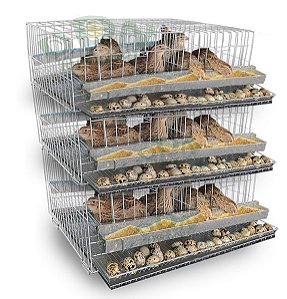 Gaiola Codorna Poedeira Japonesa Bateria 60 Aves - Kit 3 Und