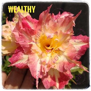 Rosa do Deserto Enxerto Wealthy