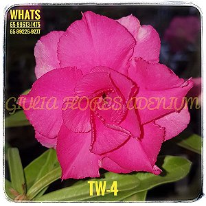 Rosa do Deserto Enxerto TW-4