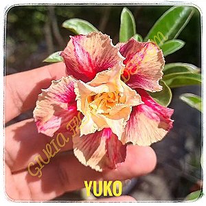 Rosa do Deserto Enxerto Yuko