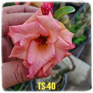 Rosa do Deserto Enxerto TS-40