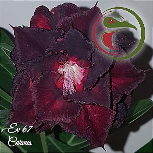 Rosa do Deserto Enxerto Corvus EV-67