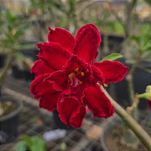 Rosa do Deserto Enxerto Miki