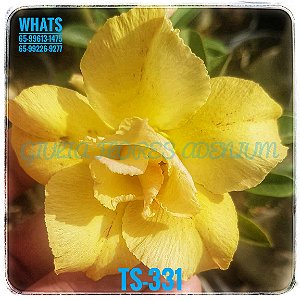 Rosa do Deserto Enxerto TS-331