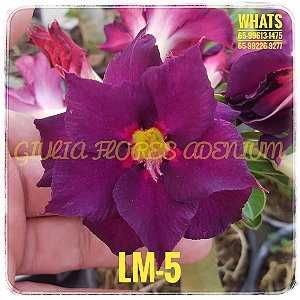 Rosa do Deserto Enxerto LM-5