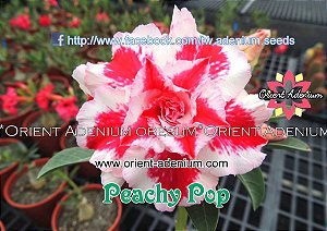 Rosa do Deserto Enxerto Peach Pop