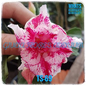 Rosa do Deserto Enxerto TS-69