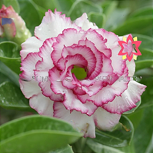 Rosa do Deserto Enxerto Carnation