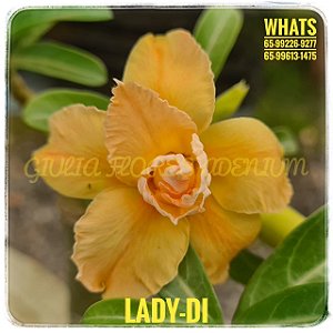Rosa do Deserto Enxerto Ev-12 Lady Di