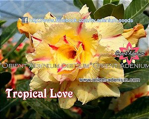 Rosa do Deserto Enxerto Tropical Love