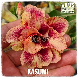 Rosa do Deserto Enxerto Kasumi