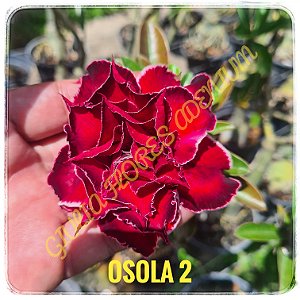 Rosa do Deserto Enxerto Osola 2