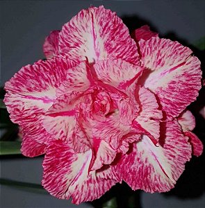 Rosa do Deserto Enxerto Cherry