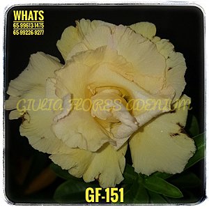 Rosa do Deserto Enxerto GF-151