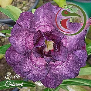 Rosa do Deserto Enxerto EV-06 Cabernet