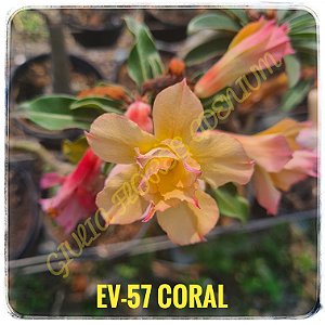 Rosa do Deserto Enxerto EV-57 Coral
