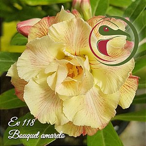 Rosa do Deserto Enxerto Bouquet Amarela EV-118