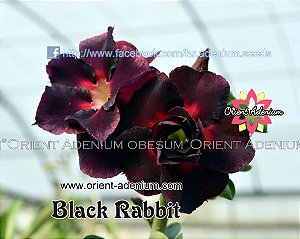 Rosa do Deserto Enxerto Black Rabbit