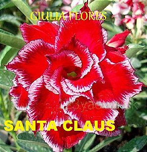 Rosa do Deserto Enxerto Santa Claus