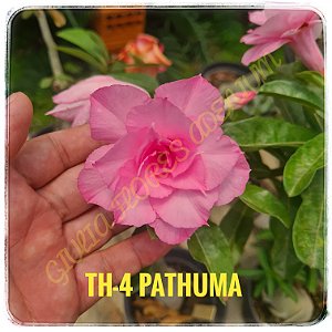Rosa do Deserto Enxerto TH-4 Pathuma