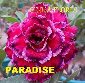 Rosa do Deserto Enxerto Paradise