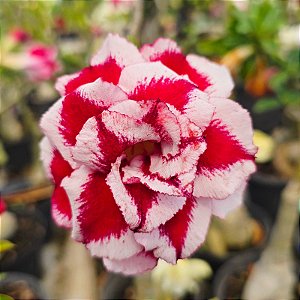 Rosa do Deserto Enxerto King of Kings