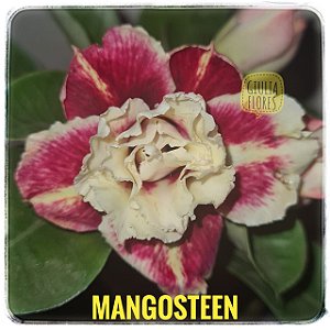 Rosa do Deserto Enxerto Mangosteen