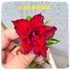 Rosa do Deserto Enxerto Black Aventador