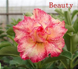Rosa do Deserto Enxerto Beauty