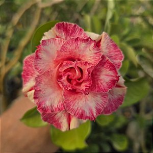 Rosa do Deserto Enxerto Beauty