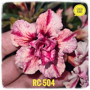 Rosa do Deserto Enxerto RC-504