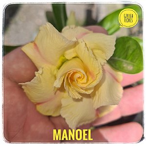 Rosa do Deserto Enxerto Manoel