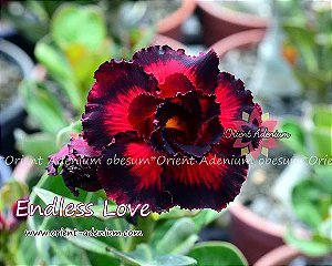Rosa do Deserto Enxerto Endless Love RC-016