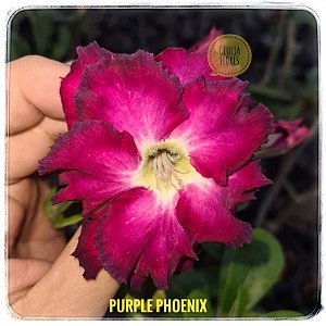 Rosa do Deserto Enxerto Purple Phoenix