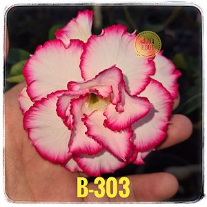 Rosa do Deserto Enxerto B-303